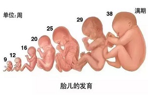 3D图解析胎宝每周身体发育全过程：让我们超近距离来看看肚子里的小家伙!