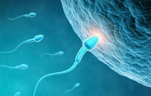 精子与卵子是怎样形成受精卵的