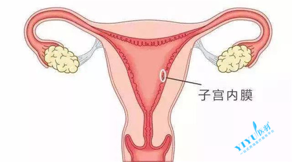 泰国试管婴儿子宫内膜薄该如何调理？—医羽自助