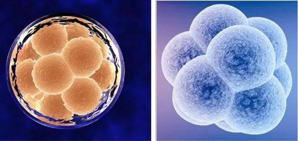 鲜胚、冻胚和囊胚有什么区别，哪个成功率高？—医羽自助