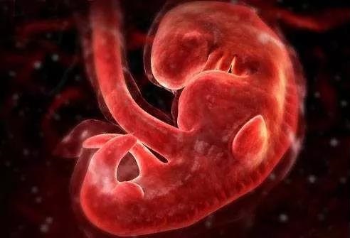 移植多个胚胎能提高成功率？单胎和双胎能自由选择吗？