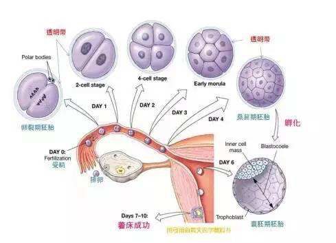 泰国试管胚胎反复种植失败怎么办？5步提升试管婴儿成功率