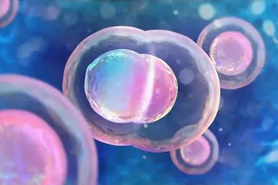 干细胞！从根本上修复卵巢，帮助卵巢早衰女性重获生育力！