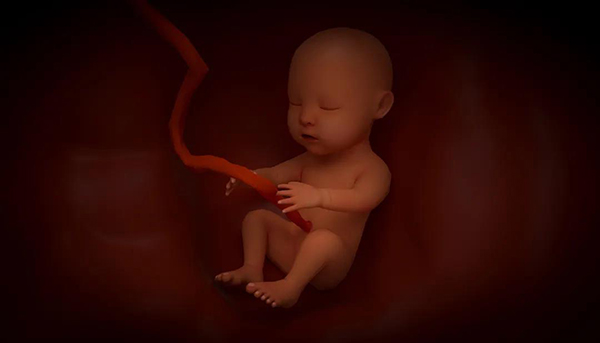 「上海试管医院」有多囊卵巢可以借卵试管代怀有吗婴儿吗（快来看一下!）