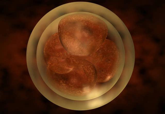 一文教你看懂试管胚胎等级报告！好的胚胎内外兼优！