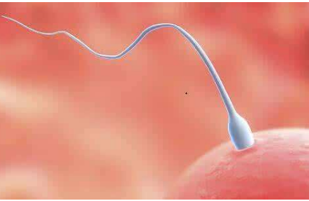 医羽：染色体异常可以做试管婴儿吗？