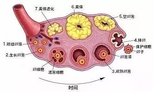 试管期间可能遇到的这些问题！可得注意了！！！