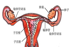 很努力的在造人~可是就是怀不上！想过原因吗？