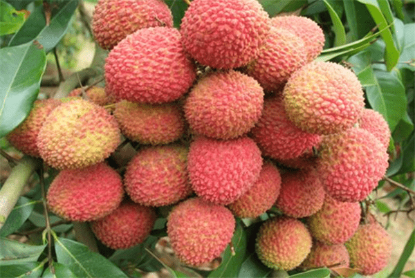 试管婴儿移植后怎么吃？这些食物再美味也要远离！