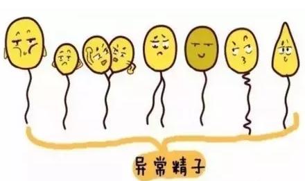 泰国试管婴儿里常说精子畸形率高就会生出畸形儿吗？答案竟然是......