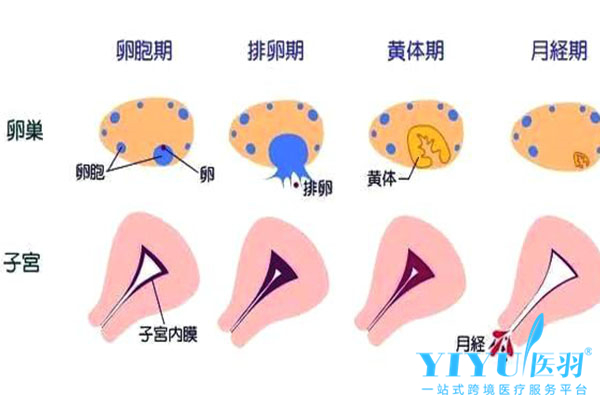 泰国试管婴儿自助移植时内膜应该多厚呢？