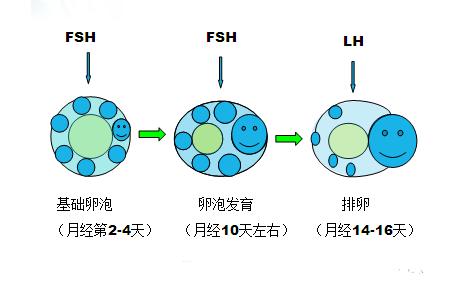 客户真实泰国试管婴儿经历之养囊！