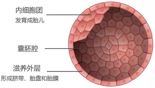 泰国试管婴儿囊胚培育过程