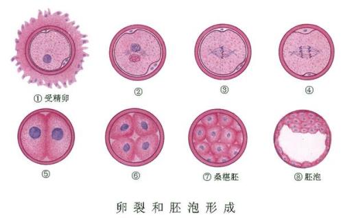 什么情况下会导致无囊胚可用？