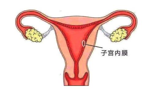 客户分享泰国试管婴儿过程之调理内膜准备移植