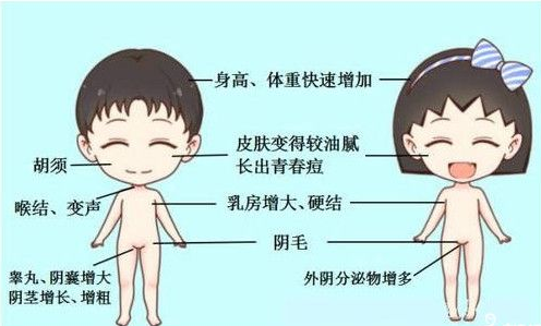 促黄体生成素（LH）偏高为啥会让孩子早发育、性早熟