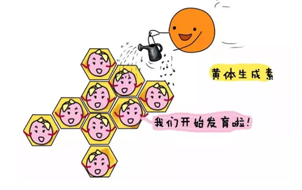 主流的6大试管促排方案有何优缺点？适用人群是哪些?