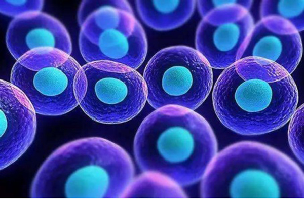 第32期直播|干细胞到底能不能让卵巢早衰女性恢复自然受孕力？