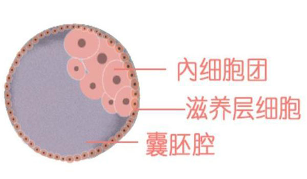 试管婴儿胚胎等级的划分原理是什么？等级较低就表示试管移植一定会失败吗？