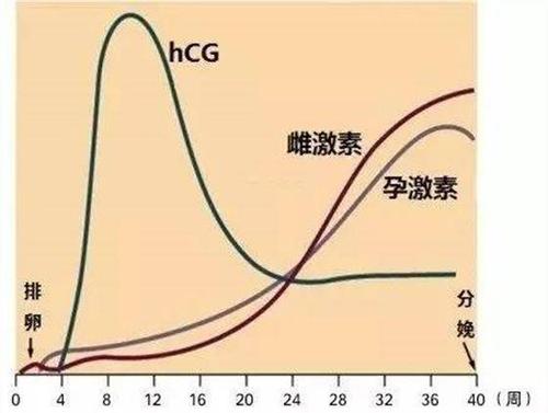 试管移植后HCG值的变化往往会引起很多宝妈的惊慌！一文解读HCG