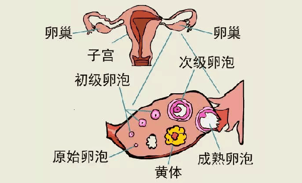 医羽：卵泡成熟了卵子却排不出？这是怎么一回事？