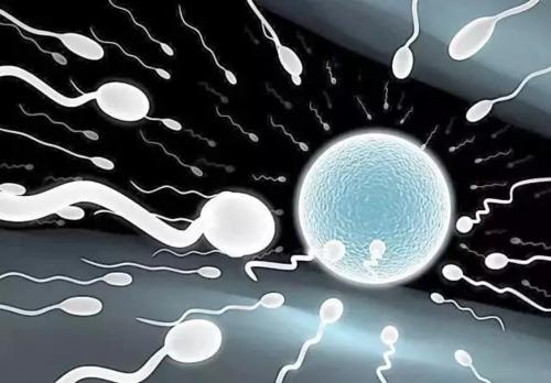 精子碎片率高该怎么办？对试管婴儿成功率有影响吗？