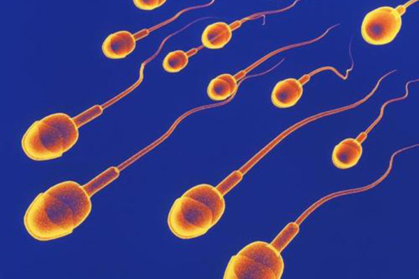 为什么精液中会没有精子？无精症可以做试管婴儿吗？