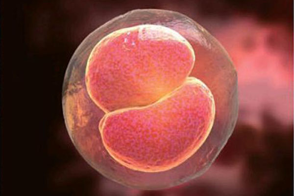 做试管婴儿期间，胚胎出现碎片化的原因是什么？
